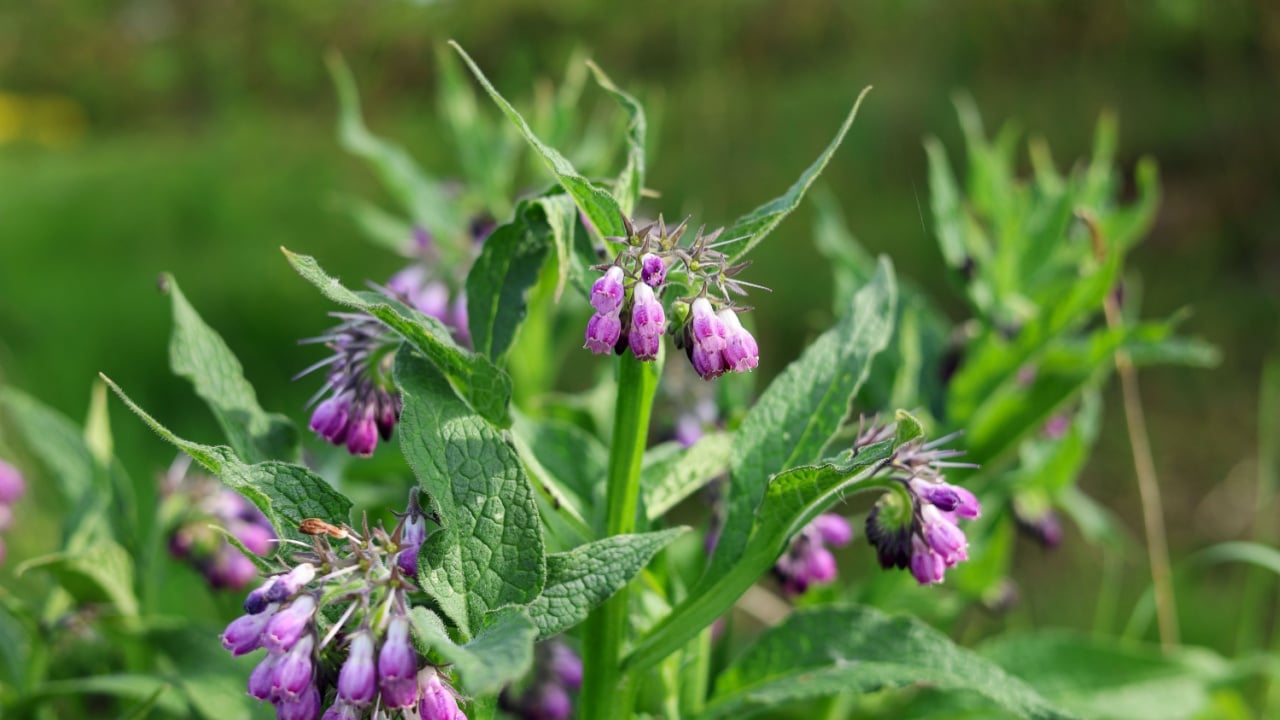 Portrait Herdibal Comfrey Herb,  Symphytum officinale in the wild, which is a perennial flowering plant in the family Boraginaceae