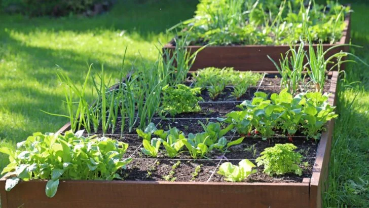 9 Mistakes That Are Making Your Vegetable Garden Way More Work Than It Has to Be