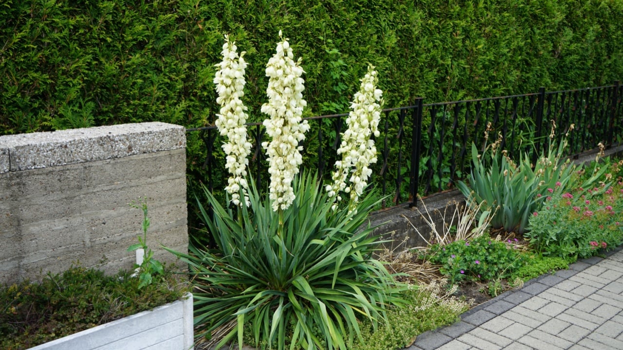 Yucca blooms with white flowers in June. Yucca is a genus of perennial shrubs and trees in the family Asparagaceae, subfamily Agavoideae. Berlin, Germany