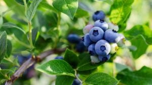 Blueberries ripening on a tree branch. Blue fruit on a healthy green plant in the morning.