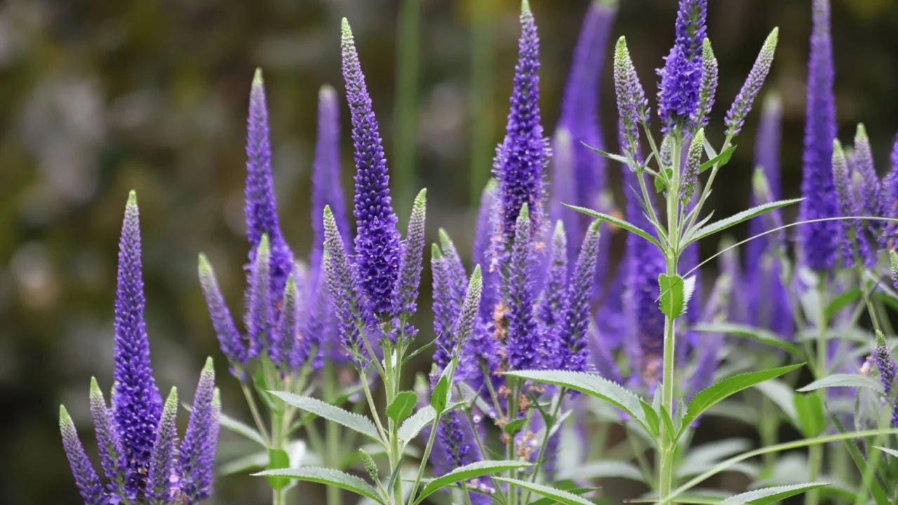 Veronica spicata, spiked speedwell plant with blue flowers. Close up.