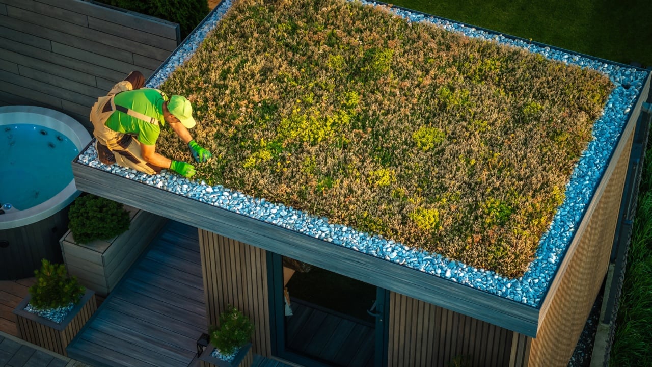 Caucasian Man Taking Care of a Living Roof. Green Sedum Roof Garden Shed Project.