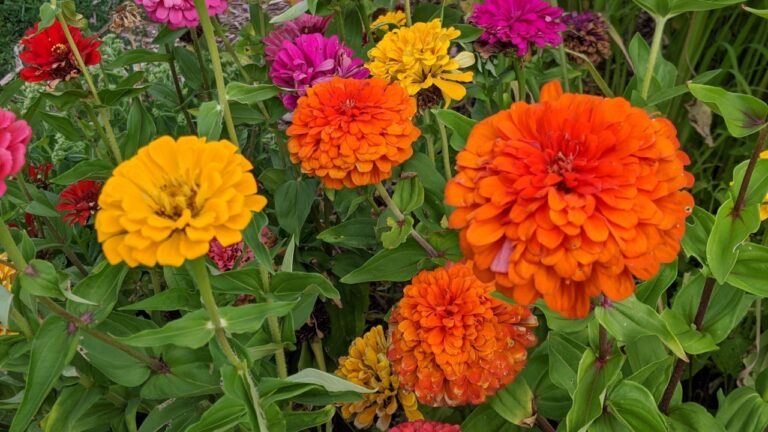 Zinnia flower growing in the garden
