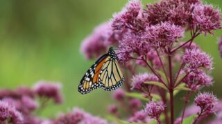 A monarch butterfly drinking the nectar from a sweet joe pye weed plant.