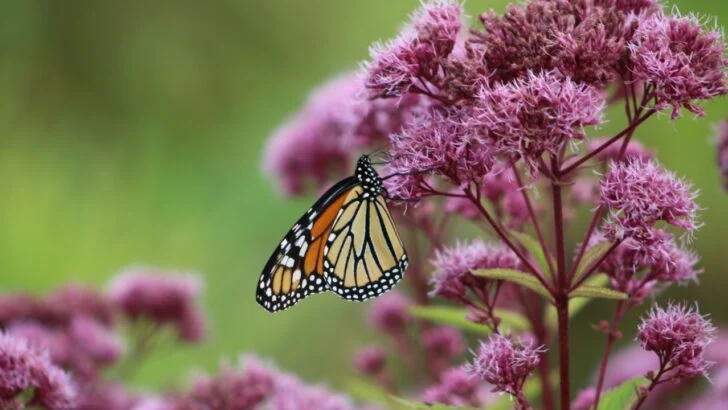 7 High-Maintenance Plants You Should Swap Out for Native, Low-Maintenance Alternatives This May