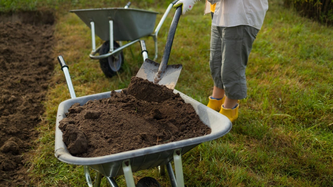 50s senior farmer woman with a shovel unloads a wheelbarrow filled with earth. Spring field work . High quality photo