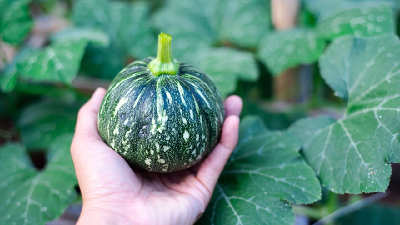 Asian man hand holding fresh harvested baby winter squash green eight ball gourd with faint vertical ridges, speckled light green striping and yellow mottling. Backyard garden in Texas, America