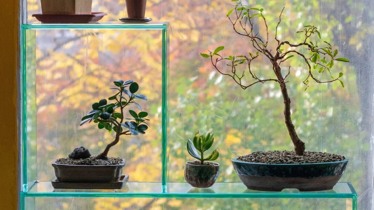 Money trees - crassulas in Bonsai style. A shelf with plants. Home decor
