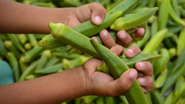 lady finger in the market. Stock of ladies finger. Okra vegetable. Green vegetable. Many lady fingers. Bulk of Lady fingers.