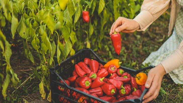 Ten Companion Plants Your Peppers Need For A Successful Growing Season
