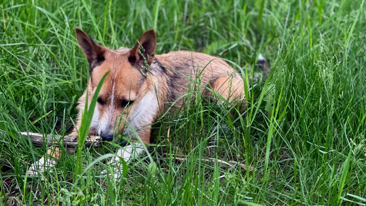 A beautiful Norwegian lundehund dog laying among the long green grass
