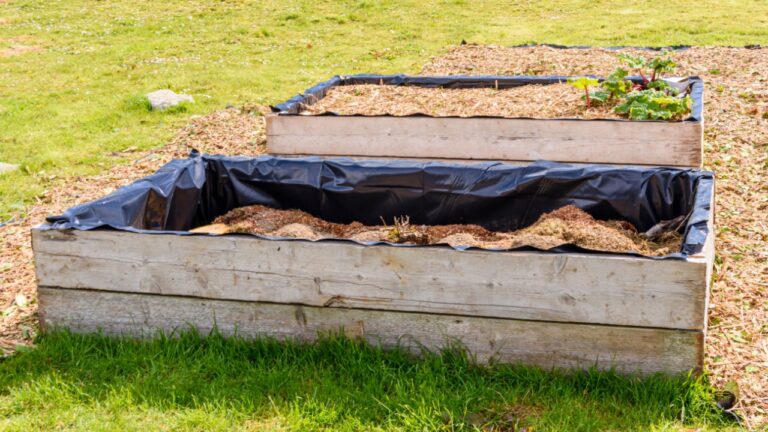 Gardener making a start with raised beds with one full, and one being filled with compost in a no-dig garden