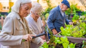 Three seniors working on a vegetable urban garden in a geriatric