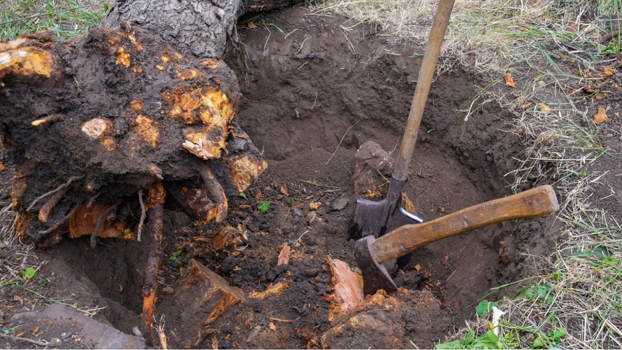 Uprooting old dry fruit tree in garden. Large hole with severed tree roots. Trunk of fallen Apple tree lies next to pit. Axe and shovel are main tools used in uprooting. Close-up. Selective focus.