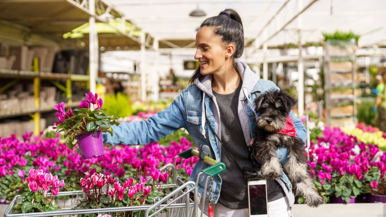Cheerful hispanic female with black dog putting potted blooming cyclamen flower into shopping cart while standing in light floral store