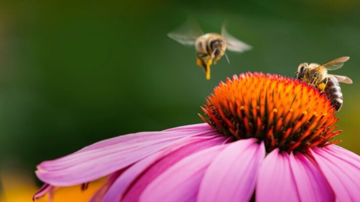 The Backyard Crisis That’s Already Killing Your Vegetable Garden