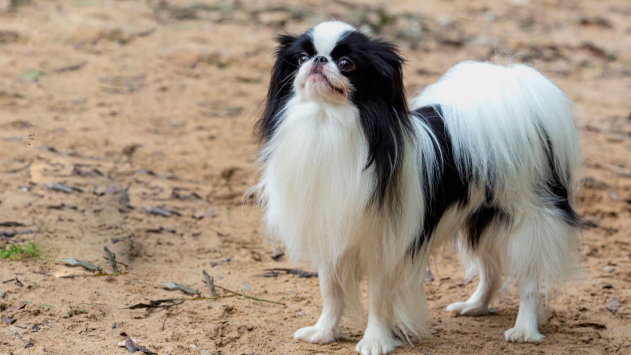 Funny Japanese dog Chin is standing on the street for a walk