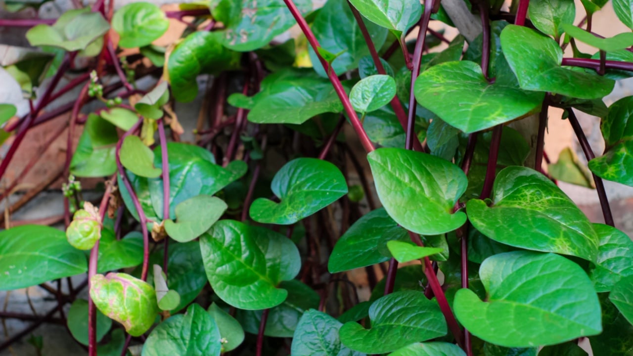 Malabar spinach grows on a trellis attached to the wall of the house