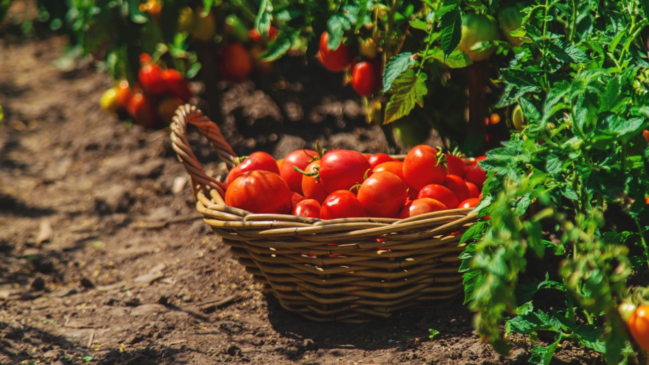 harvest of tomatoes in the garden.