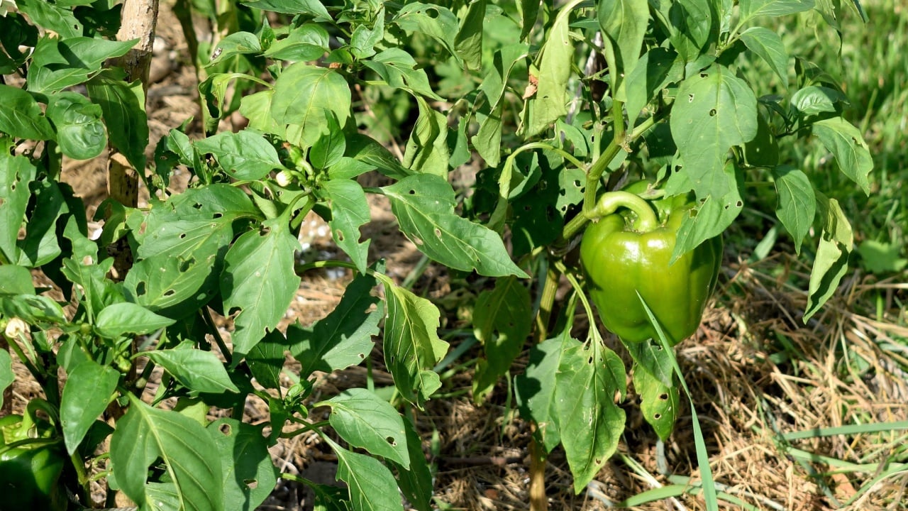 red bell pepper affected by disease,