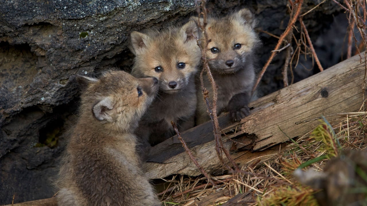 Red fox (vulpes vulpes or vulpes fulva) kits, yellowstone national park, wyoming, united states of america, north america