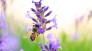Buzzing Beauty: Bee Among Lavender Flowers