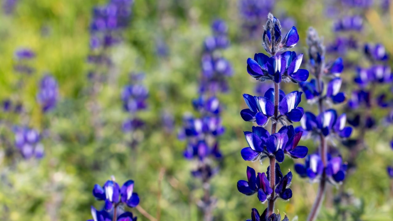 Lupinus pilosus is a species of edible flowering plant from the Fabaceae family that grows in Mediterranean shrublands.