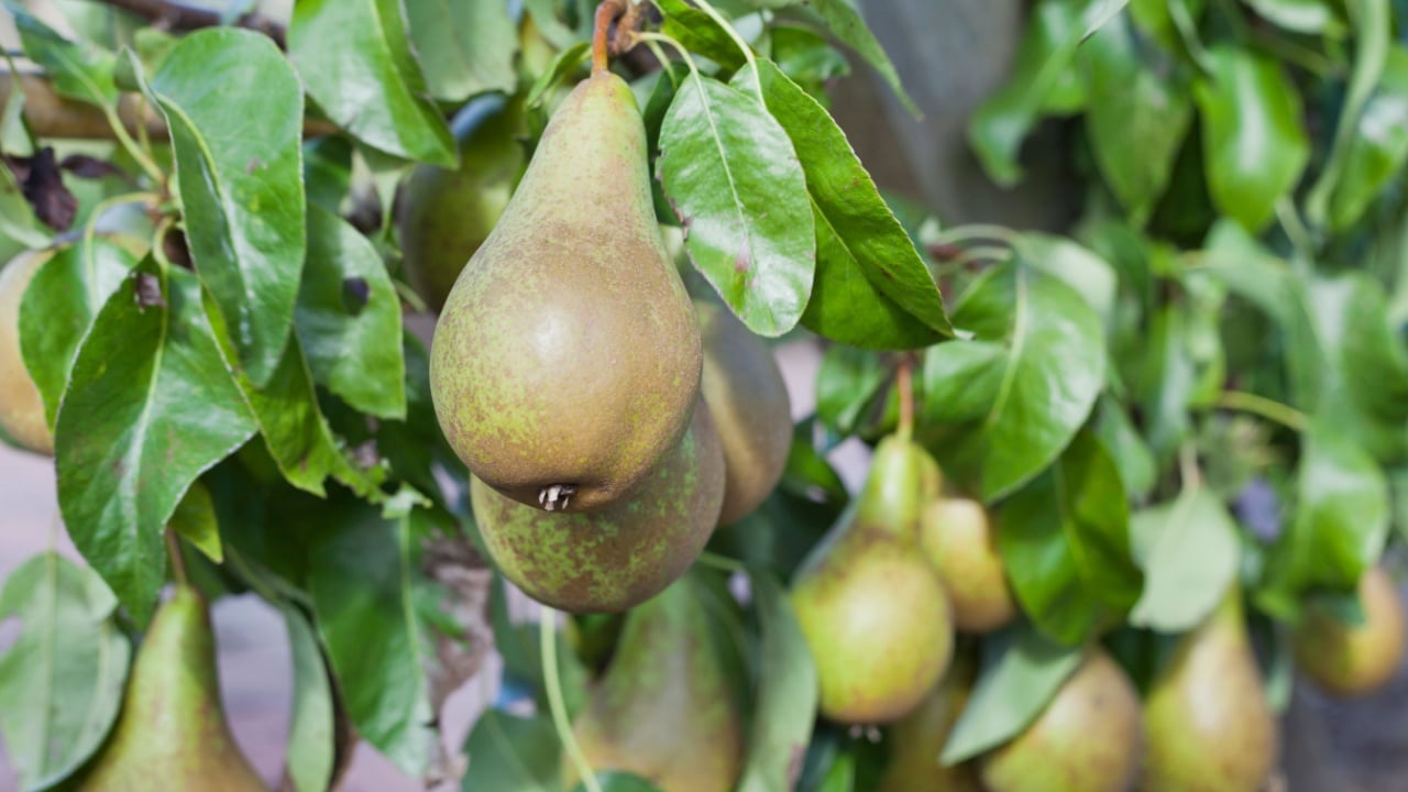Pear tree - Pyrus communis 'Conference' with green ripe delicious fruit ready for harvest in orchard. Food forest, with trained trees. Permaculture garden.
