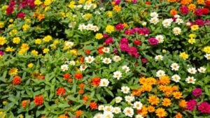 Zinnia flower in the garden