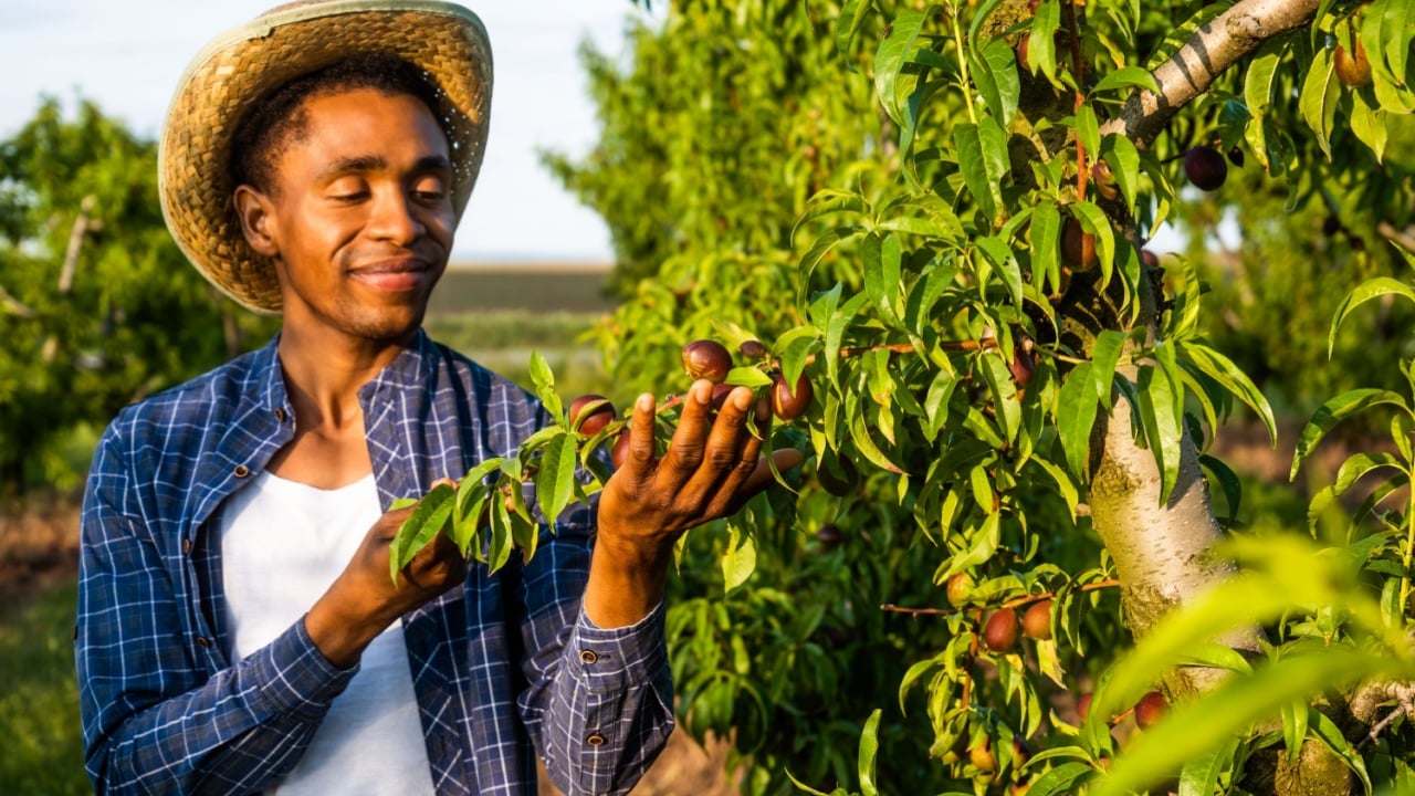Portrait of african-american farmer in his orchard. He is cultivating plum.