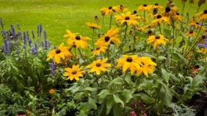 Vibrant Yellow Black-Eyed Susans in a Summer Flower Bed