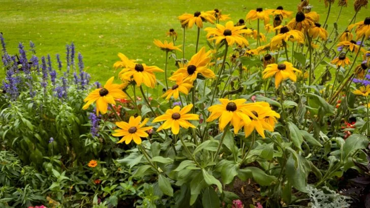 7 Perennial Planting Mistakes That Cost Gardeners Hundreds Every Spring