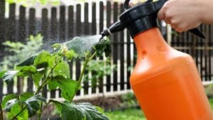 Spraying Plants Leaves Bush against Aphids in Home Garden. Pest Control. Plant Protection.