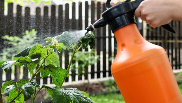 9 Natural Pest Control Methods for Backyard Gardens That Actually Work
