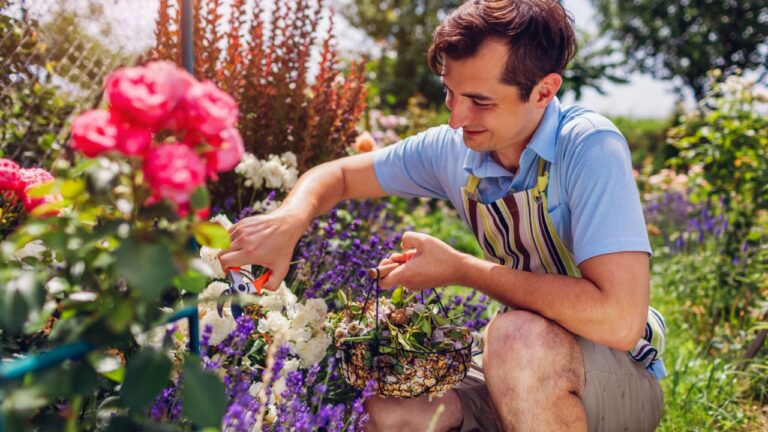 Man deadheading spent rose blooms in summer garden. Gardener cutting wilted white flowers off with pruner and puts them in metal basket.