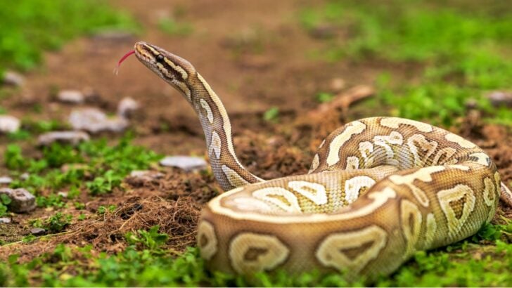 3 Reasons Snakes Are Actually Good for Your Yard (And How to Attract Them)