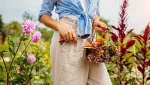 Woman deadheading dahlias between rows of plants. Gardener holding pruner and basket full of spent dry blooms. Taking care of wilted blossom