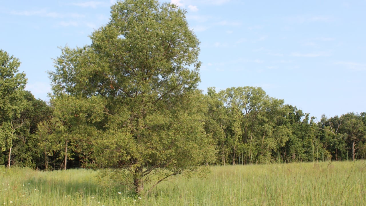 One black willow tree in at the restored tallgrass prairie at Linne Woods Forest Preserve in Morton Grove, Illinois