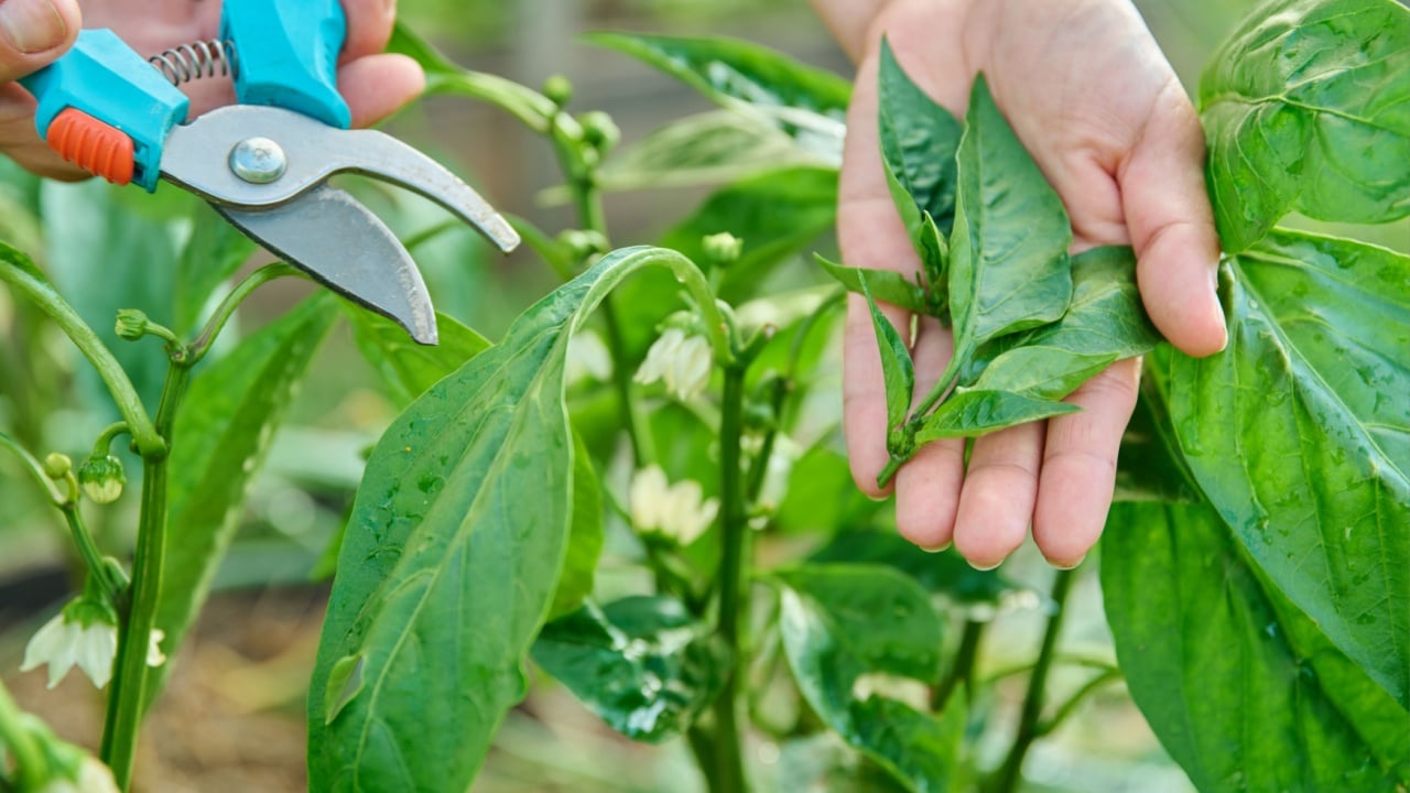 Close-up of bell pepper plant and hands with pruning shears shaping bush