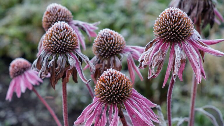 Close up of Echinacea flowers (coneflower) covered with hoarfrost. Frost in Autumn season in the garden.