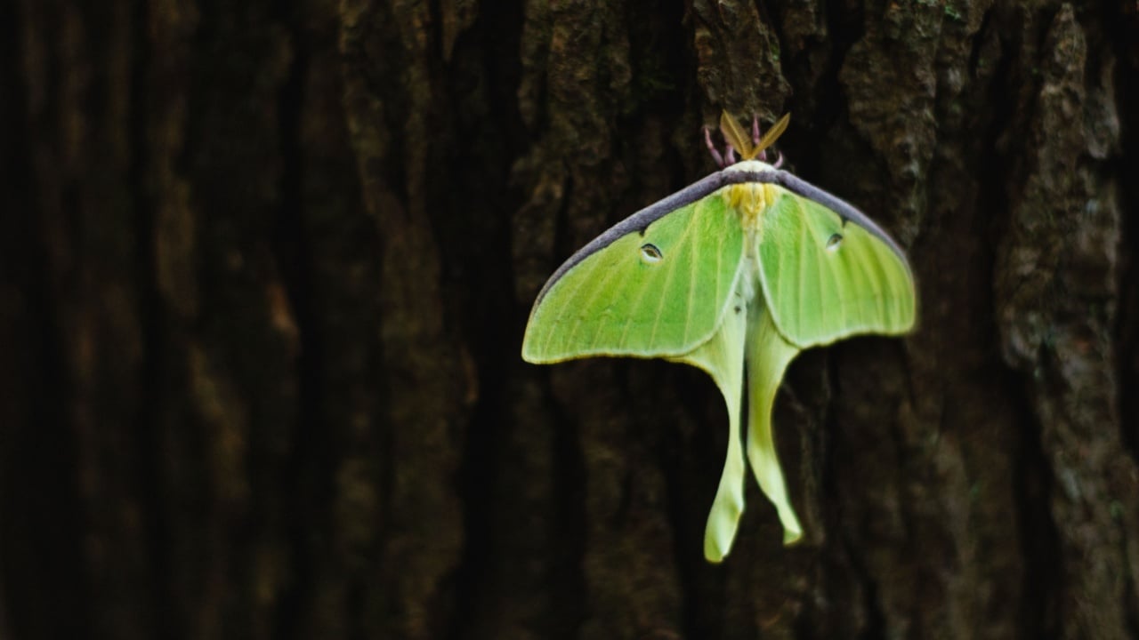 Gatlinburg, Tennessee - July 1, 2021: A Luna Moth at Great Smoky Mountains National Park.