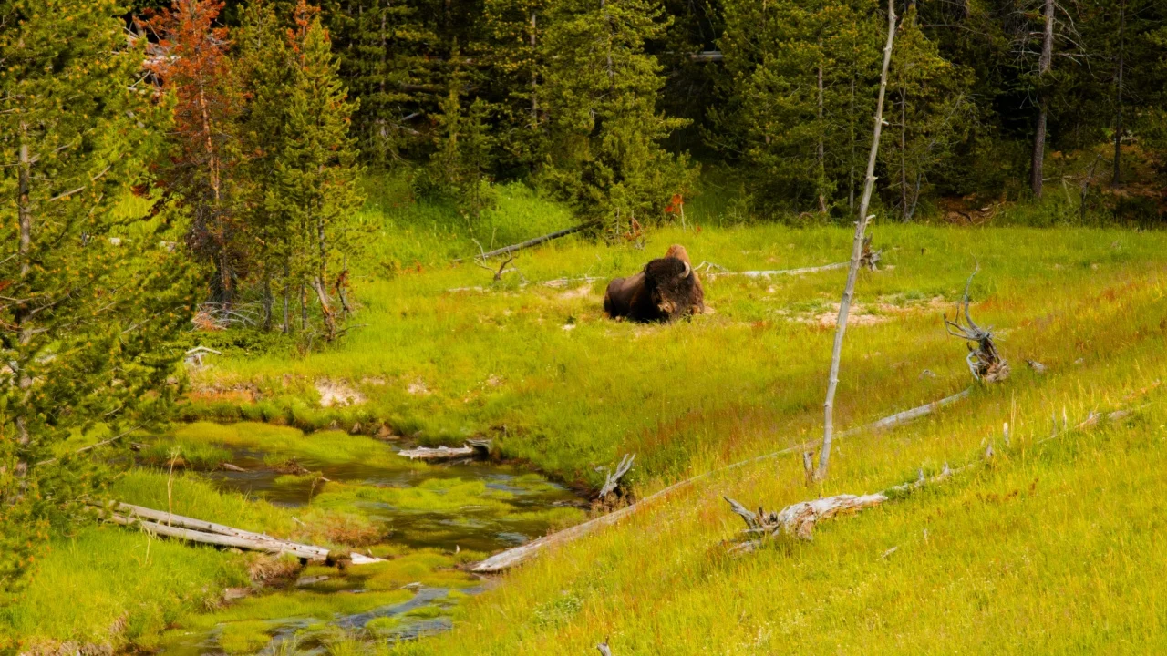 A bison grazing in Yellowstone National Park, Wyoming, in a meadow with flowers, trees, and mossy water river stream, in summer 2024, near Idaho, Montana, Colorado, Utah, Jackson Hole, Rocky Mountains