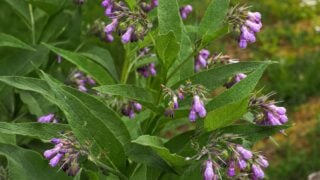 Common Comfrey or Symphytum officinale, small purplish pink tubular bell-shaped flowers, close up.