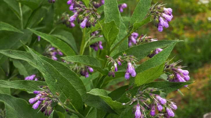 Stop Buying Fertilizer: 9 Plants That Improve Your Soil for Free