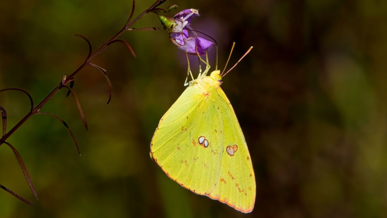 A vibrant cloudless sulphur butterfly perched on a delicate purple flower. Dover, Tennessee