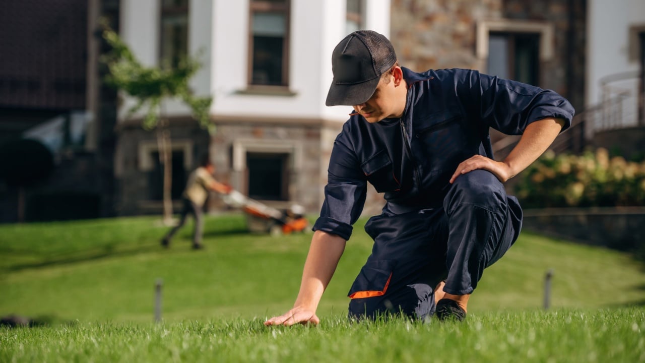 Checking the grass, sitting. Professional gardener is on the lawn.