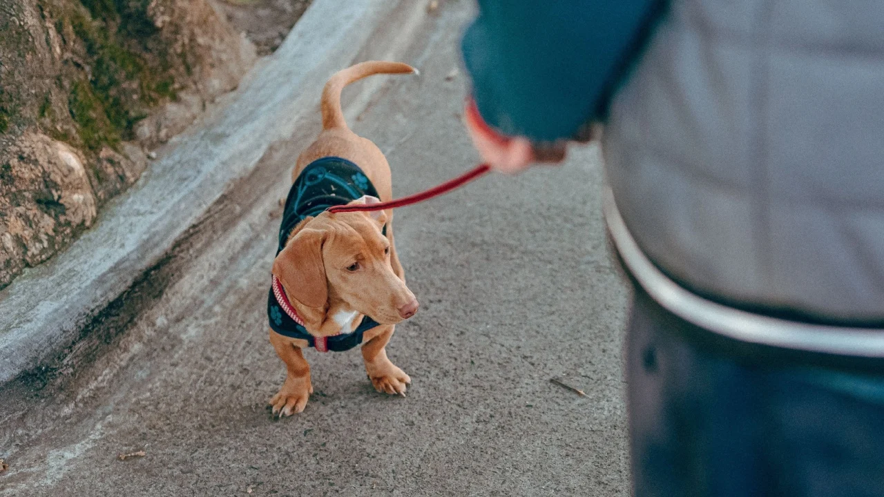 A dacshund dog wearing a vest on a leash outside