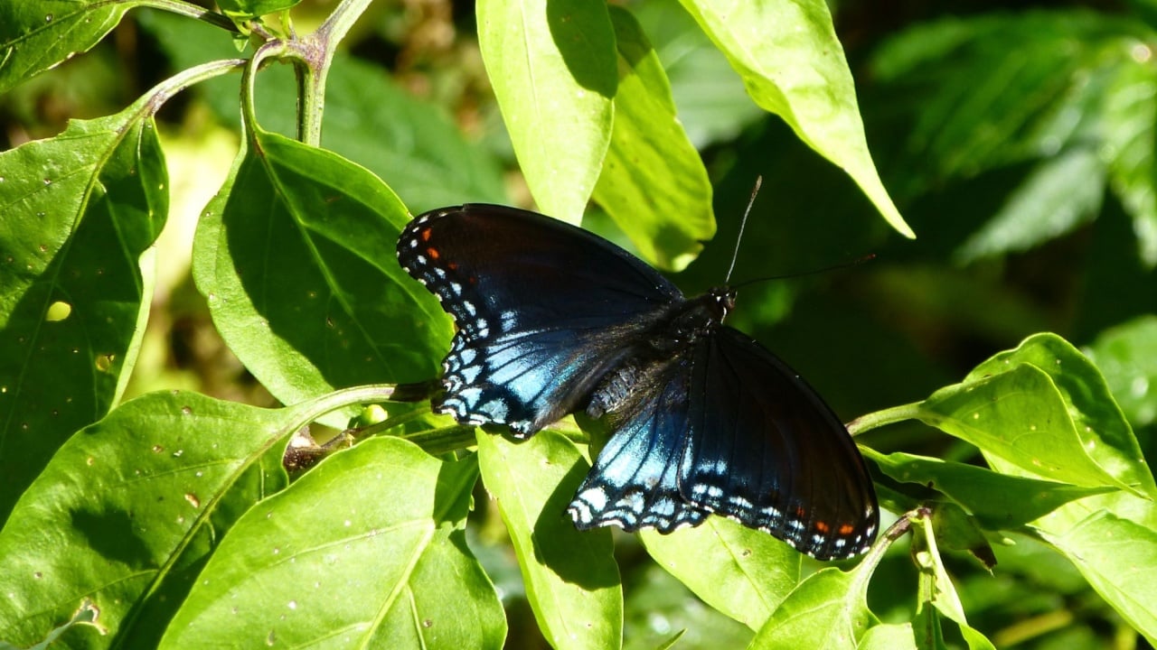A Red-spotted Purple Butterfly, (Limenitis arthemis astyanax) on a green leaf