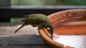 Lewin's honeyeater bird, drinking water from dish on backyard deck. native Australian fauna