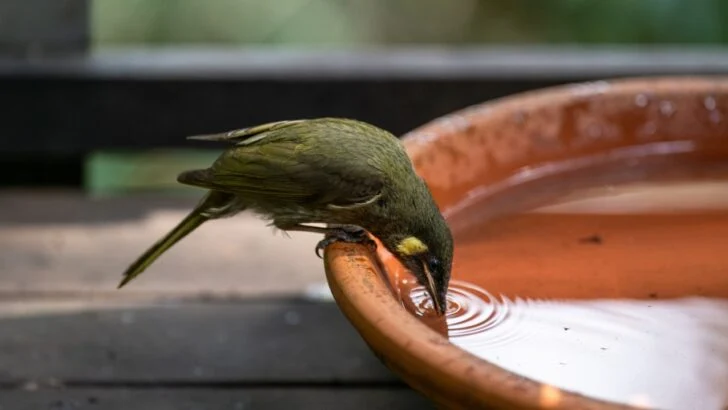 7 Mistakes That Are Killing Wildlife in Your Yard During a Drought